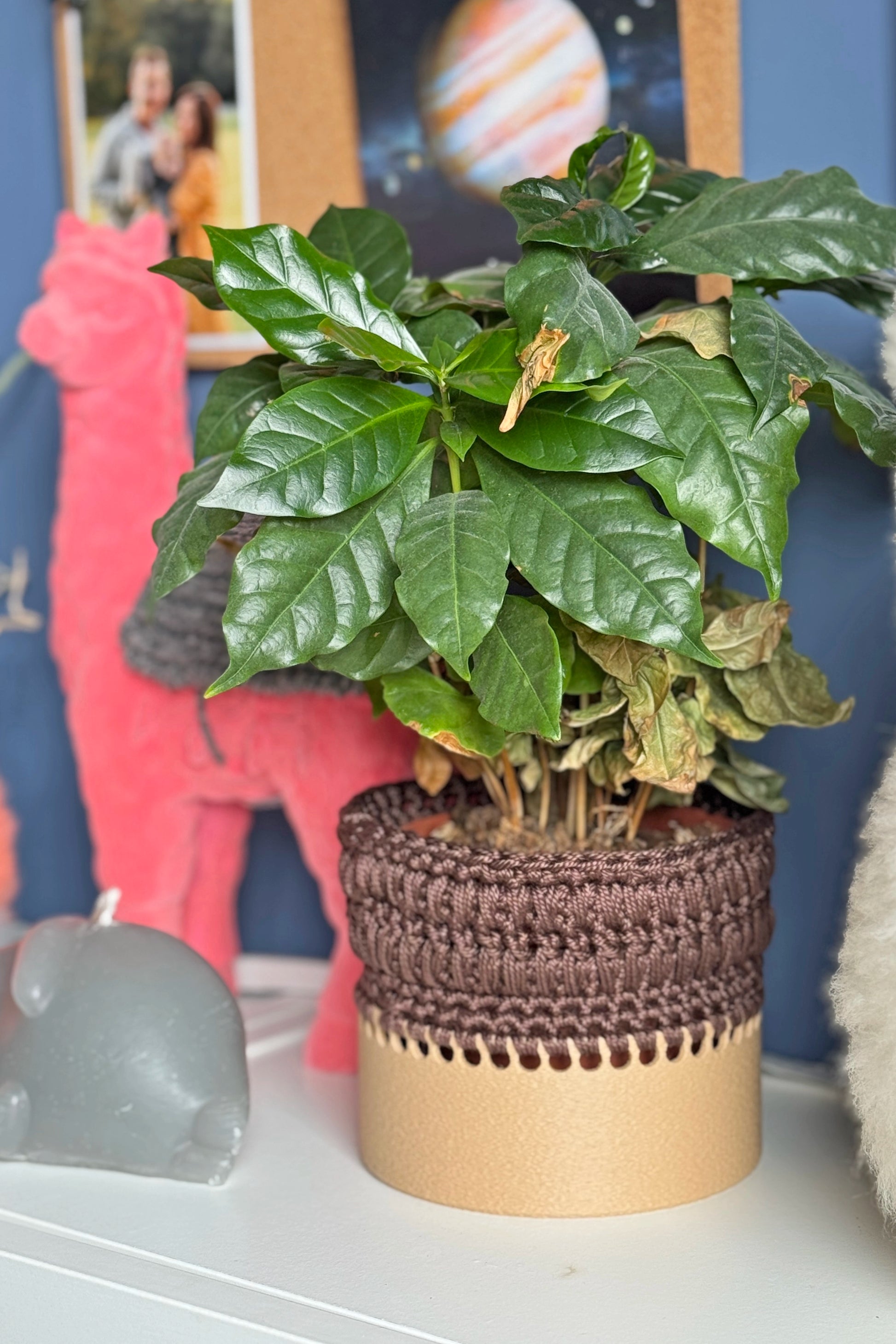 Crochet Plant Pot Base – Waterproof & Eco-Friendly | ColorPopCrafts 